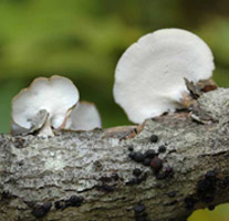 Polyporus brumalis, white underside pore layer of fresh fruiting bodies.